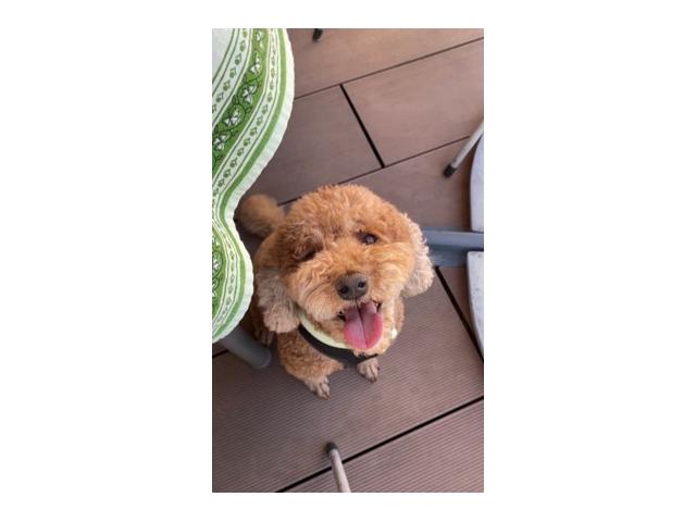 マカロンちゃん