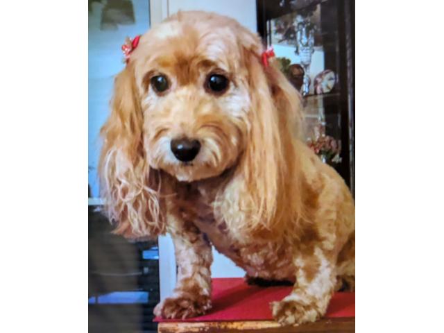 dispPetName($row['pet_name'])