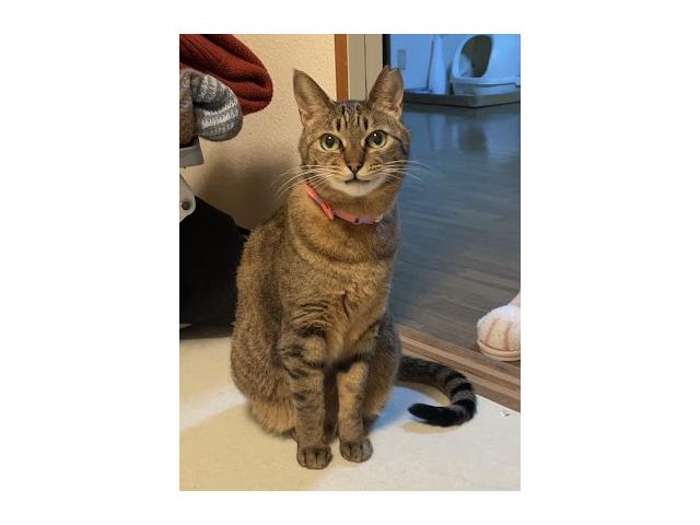 dispPetName($row['pet_name'])