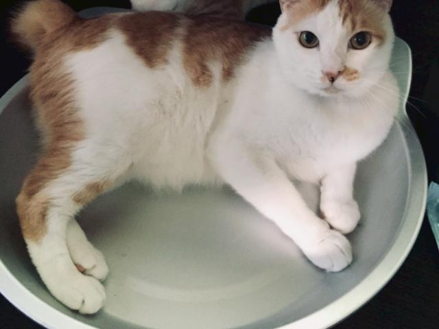 dispPetName($row['pet_name'])