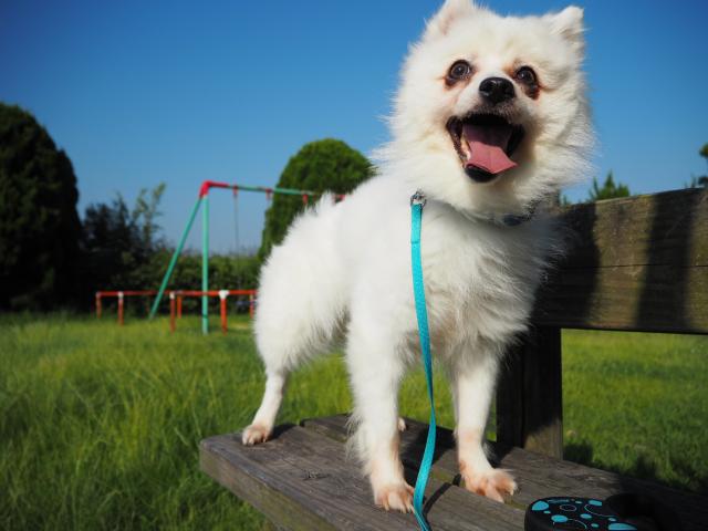 チェリーちゃん