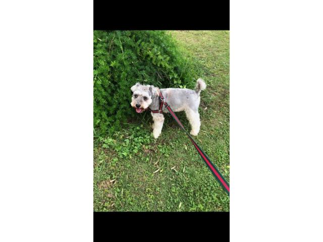 dispPetName($row['pet_name'])