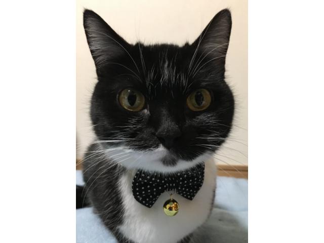 dispPetName($row['pet_name'])