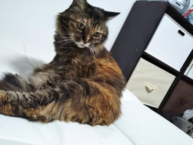 dispPetName($row['pet_name'])