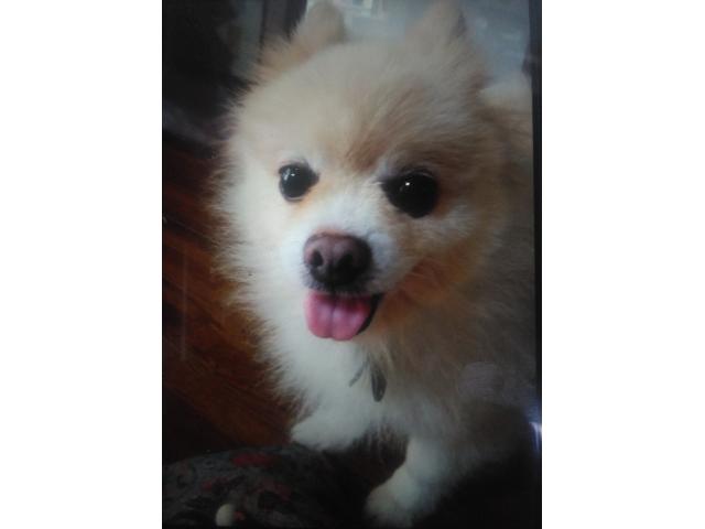 dispPetName($row['pet_name'])