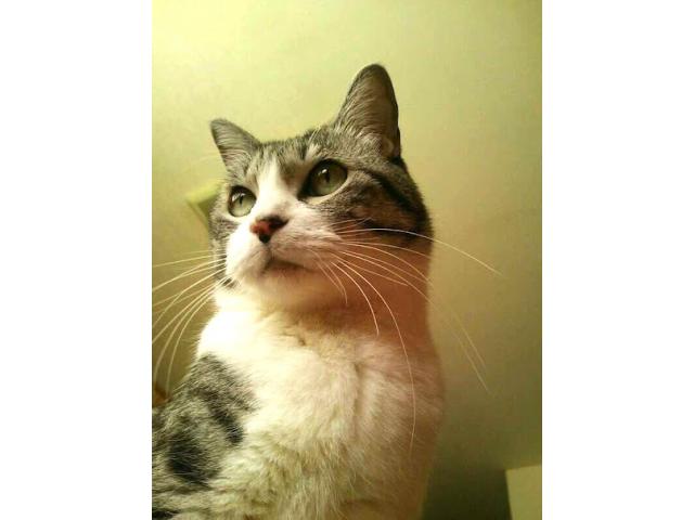 dispPetName($row['pet_name'])