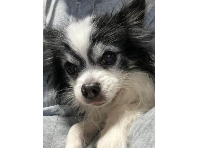 dispPetName($row['pet_name'])