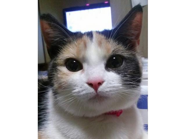 dispPetName($row['pet_name'])