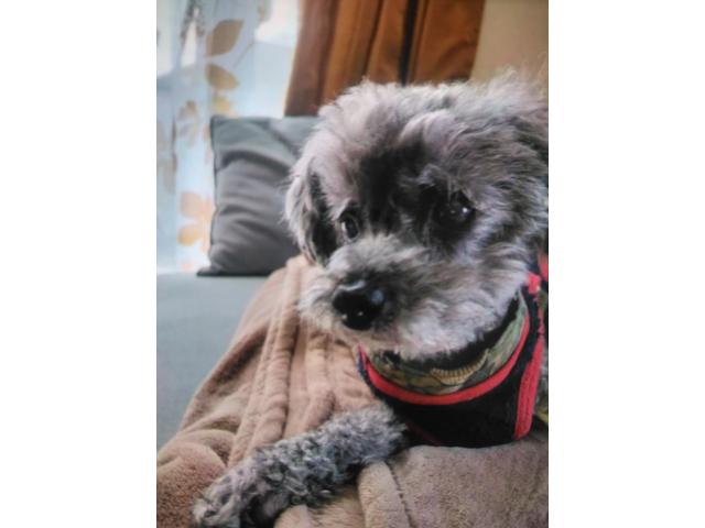 dispPetName($row['pet_name'])