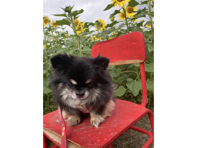 dispPetName($row['pet_name'])