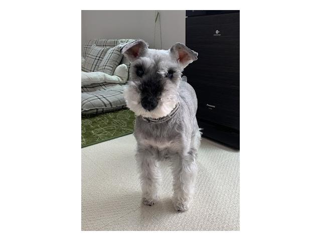 dispPetName($row['pet_name'])