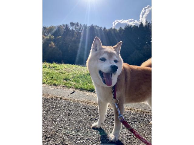 dispPetName($row['pet_name'])