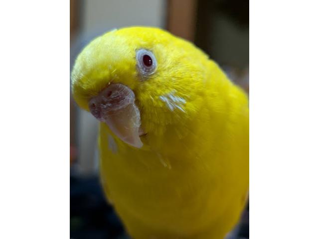 dispPetName($row['pet_name'])