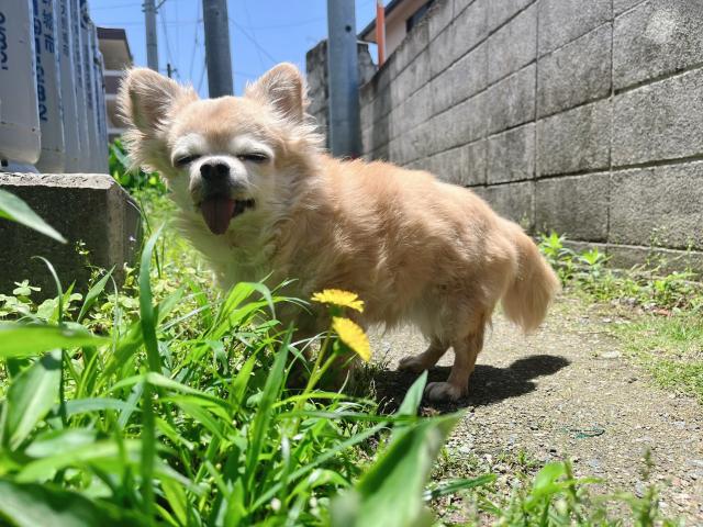 dispPetName($row['pet_name'])