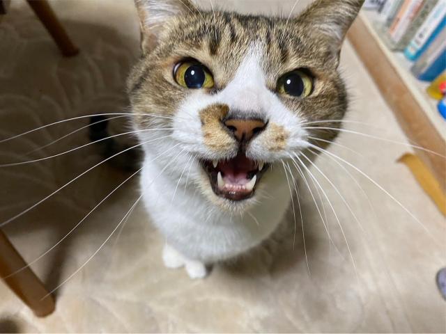 dispPetName($row['pet_name'])