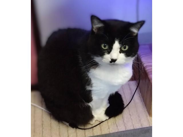 dispPetName($row['pet_name'])