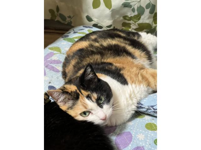 dispPetName($row['pet_name'])