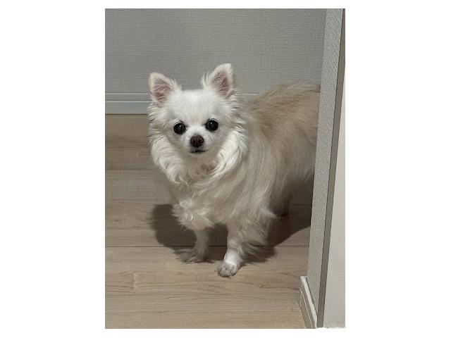 dispPetName($row['pet_name'])