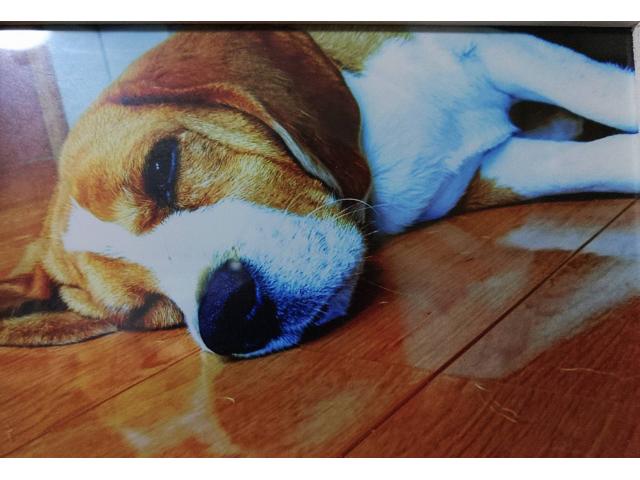 dispPetName($row['pet_name'])