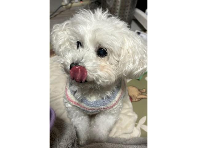 dispPetName($row['pet_name'])