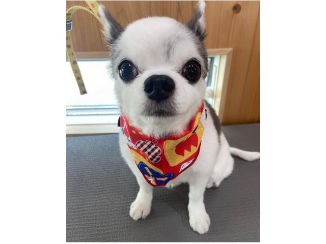 dispPetName($row['pet_name'])