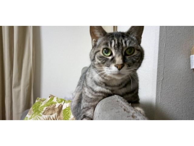 dispPetName($row['pet_name'])