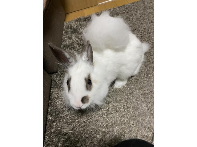 dispPetName($row['pet_name'])