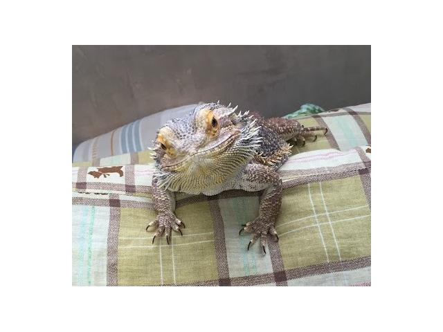 ナランティちゃん