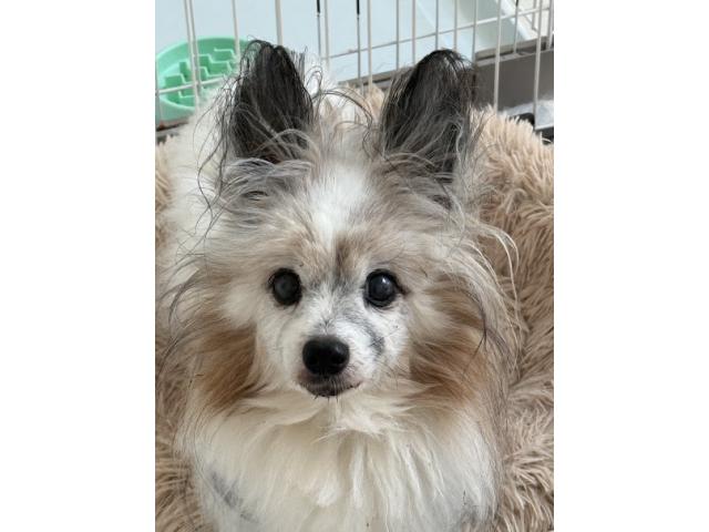 dispPetName($row['pet_name'])