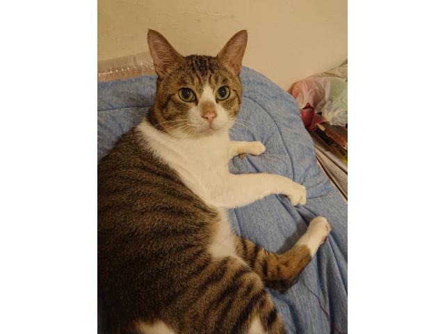 dispPetName($row['pet_name'])