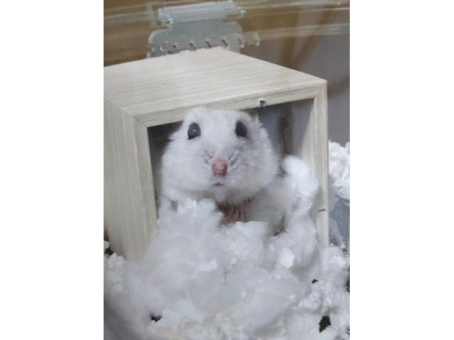 dispPetName($row['pet_name'])