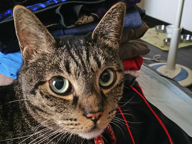 矢野ひらめ・平塚メリアンヌちゃん