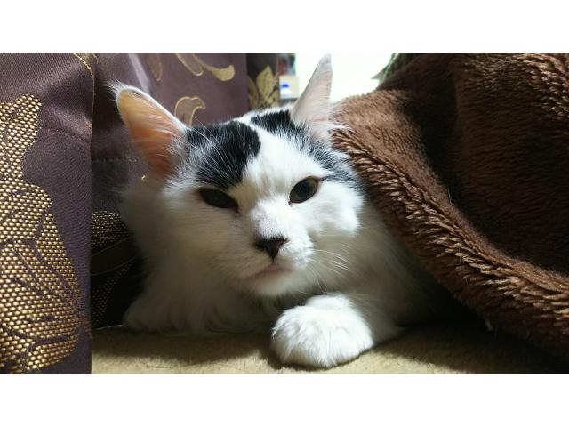 矢野麗音ちゃん