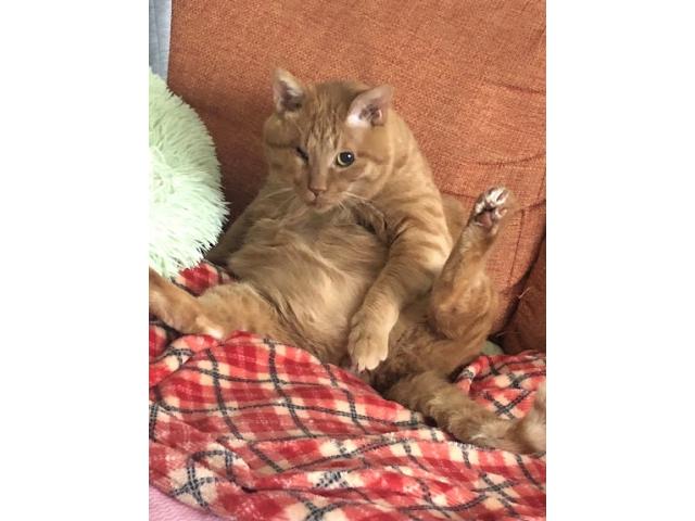 dispPetName($row['pet_name'])