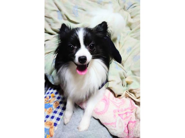 dispPetName($row['pet_name'])