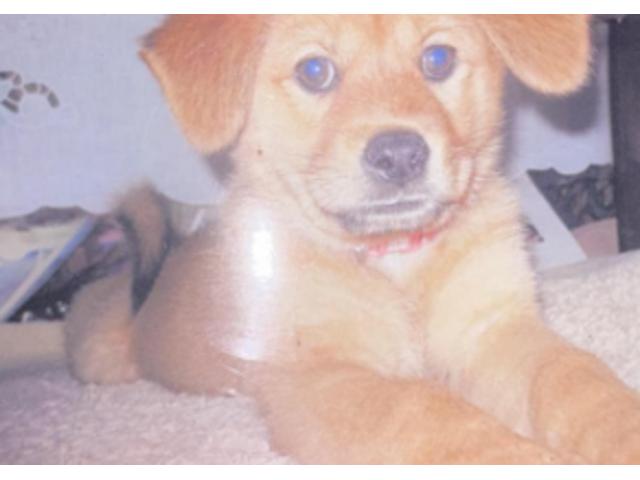 dispPetName($row['pet_name'])