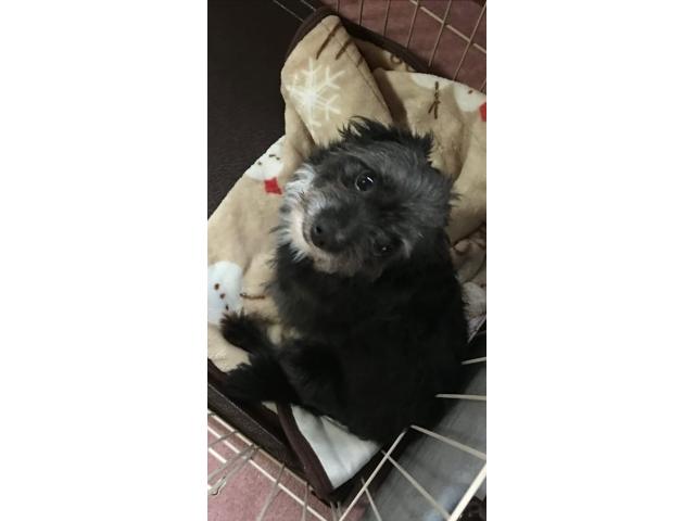 dispPetName($row['pet_name'])