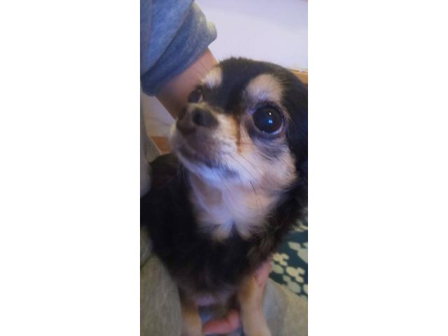 dispPetName($row['pet_name'])