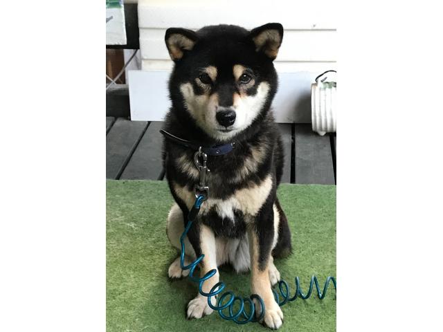 dispPetName($row['pet_name'])