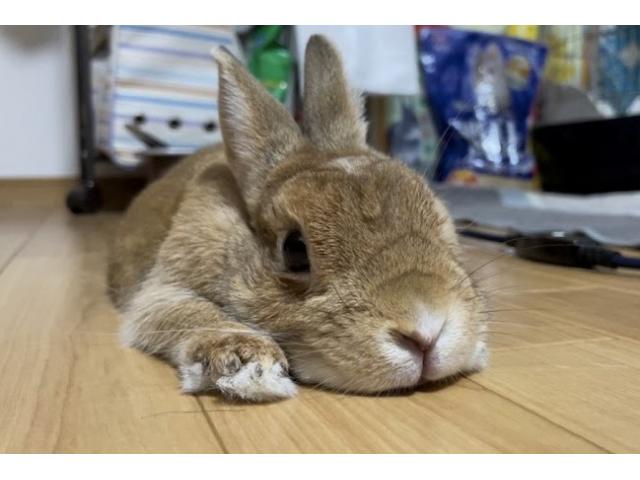 dispPetName($row['pet_name'])