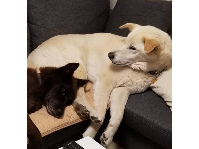 ホワイティーちゃん