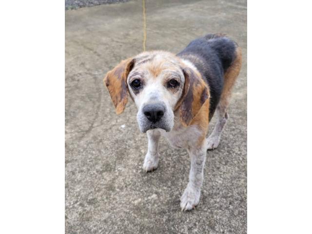 dispPetName($row['pet_name'])