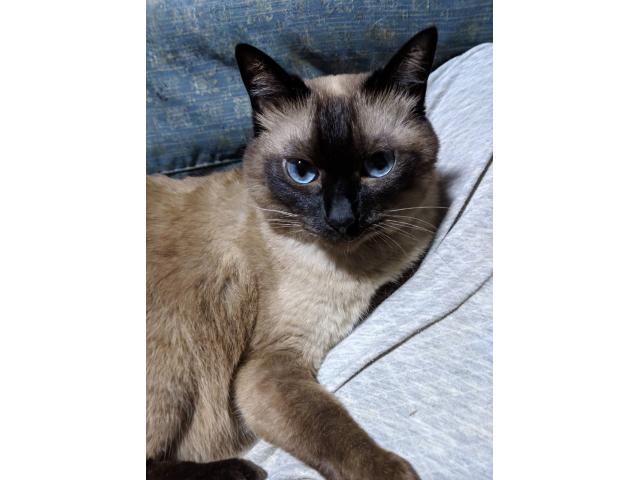 dispPetName($row['pet_name'])