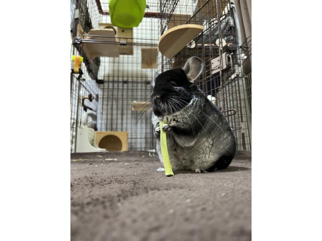 dispPetName($row['pet_name'])