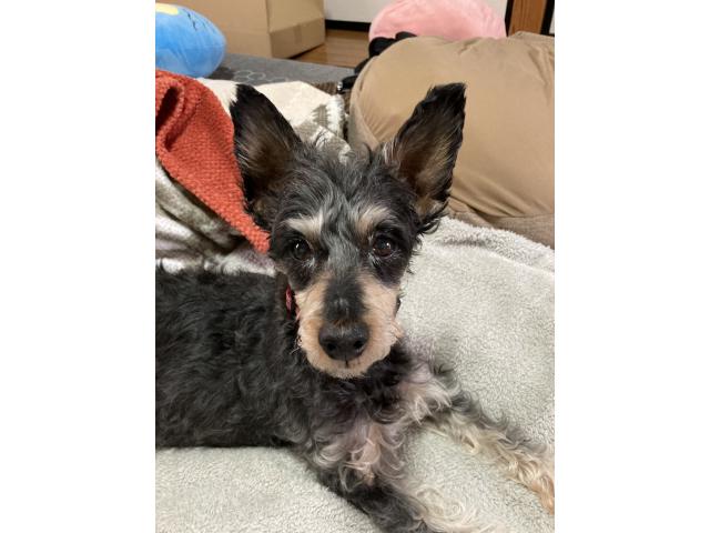 dispPetName($row['pet_name'])