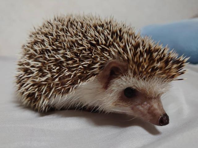 dispPetName($row['pet_name'])