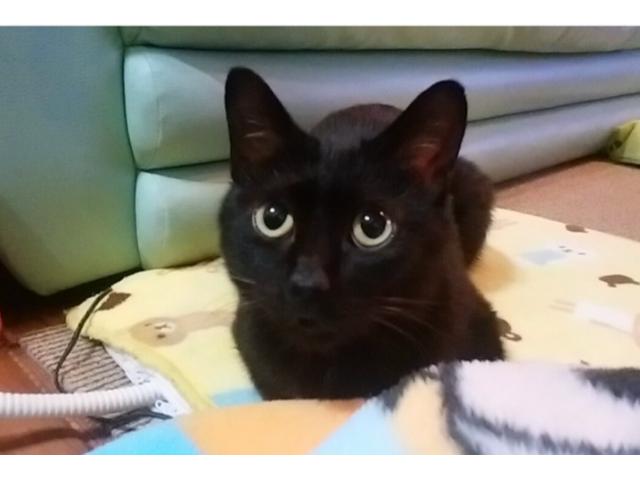 dispPetName($row['pet_name'])