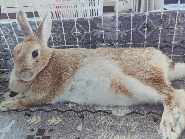 dispPetName($row['pet_name'])