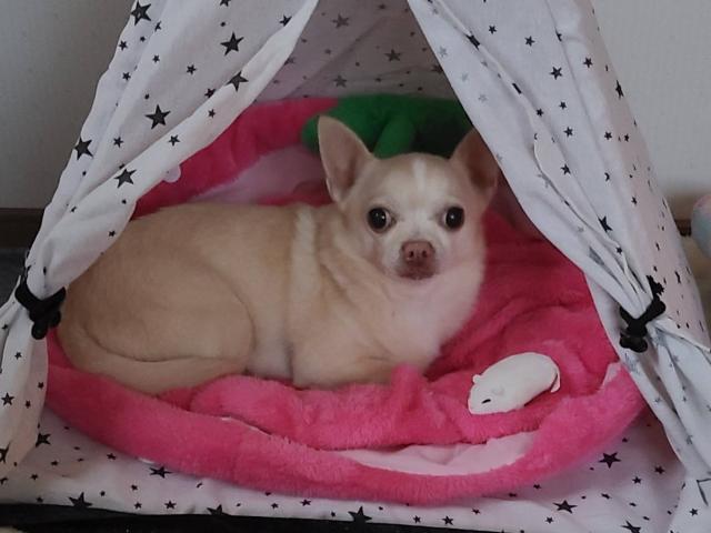 dispPetName($row['pet_name'])