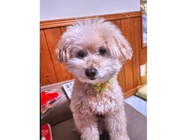 dispPetName($row['pet_name'])